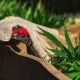 How to Increase THC When Growing Your Own Weed